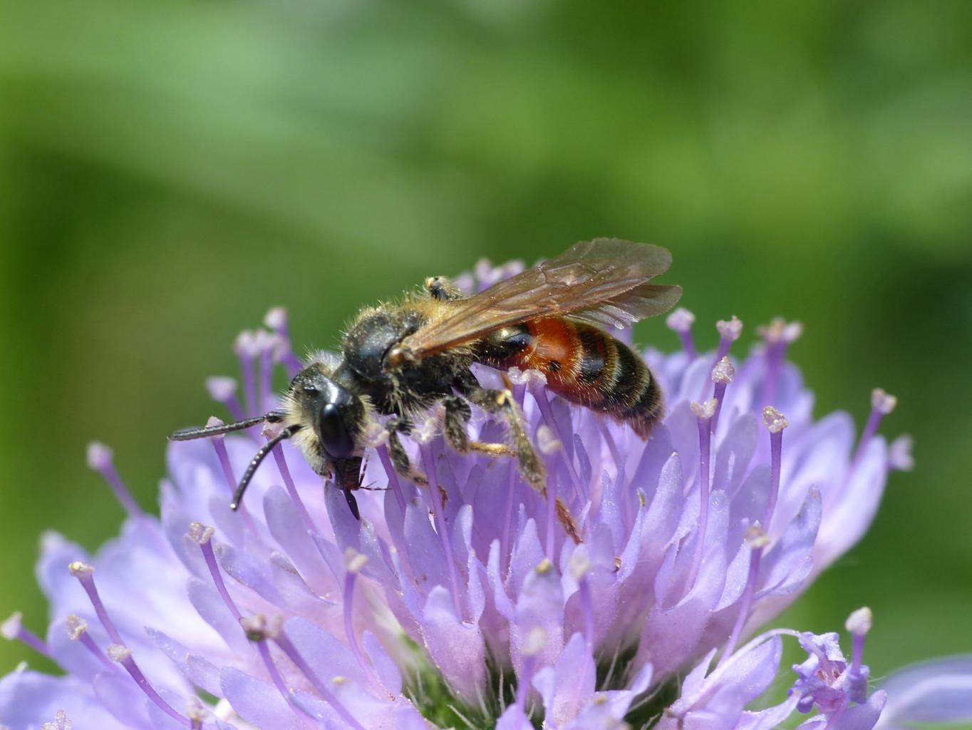 Andrena hattorfiana?